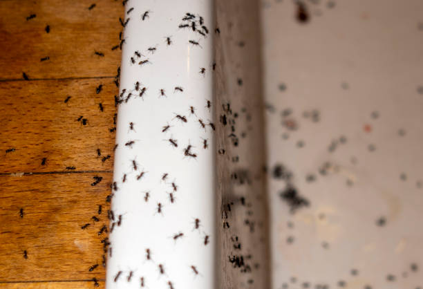 Best Exterminator Services  in Stirling, NJ