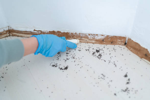 Best Residential Pest Control  in Stirling, NJ